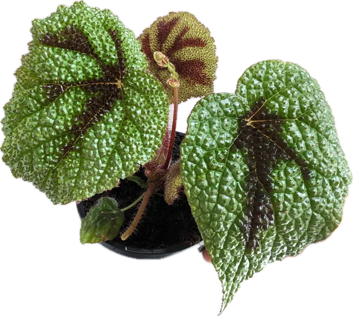 Begonia masoniana Iron Cross with textured green leaves and brown cross markings
