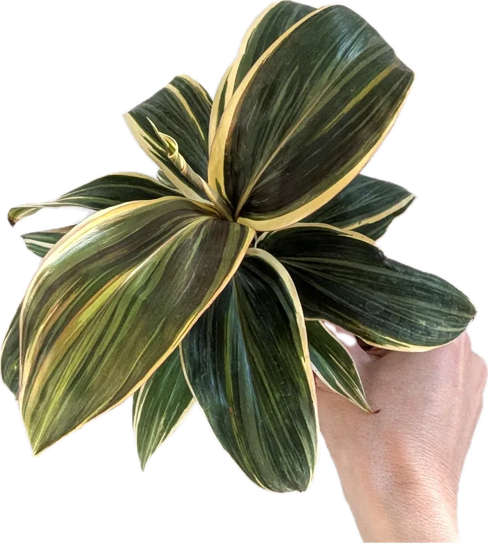 Cordyline 'Chocolate Queen' held in a hand
