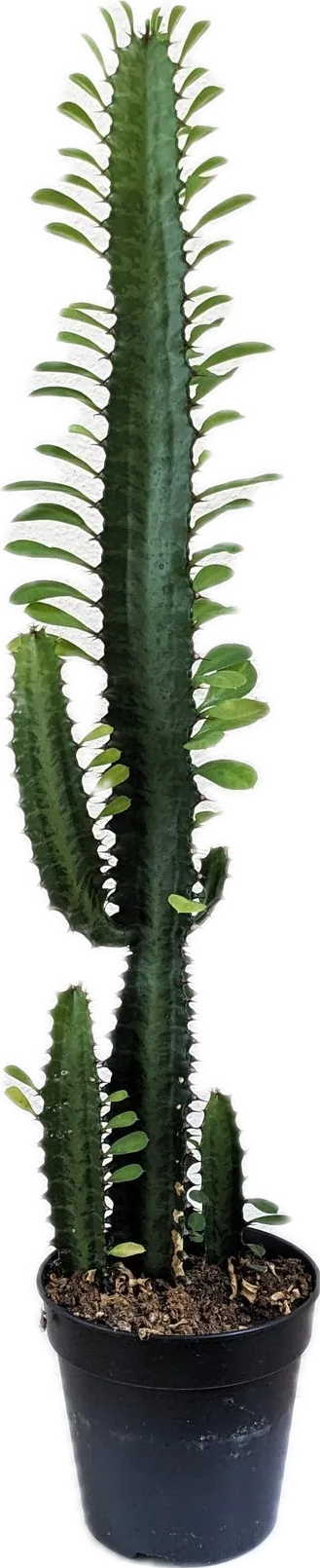 Euphorbia trigona Cowboy Cactus in a black nursery pot