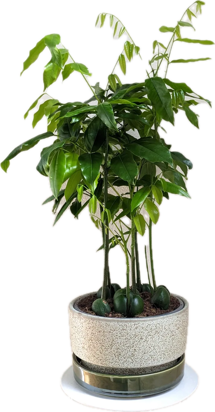 Magic Bean plant in a speckled white pot
