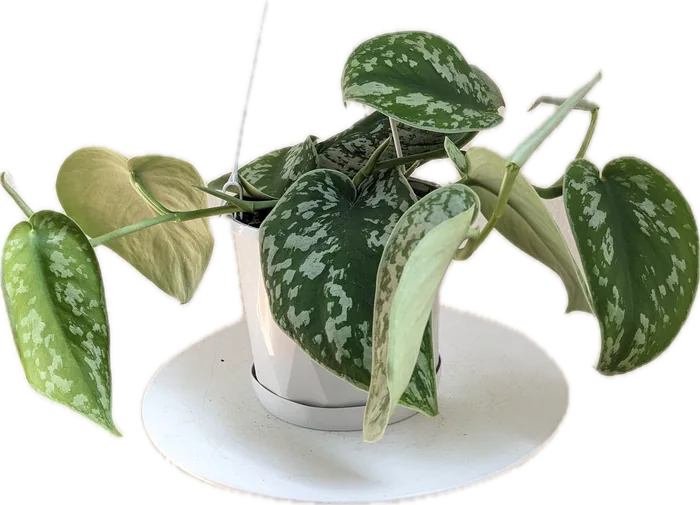 Silver Satin Pothos with heart-shaped leaves splashed with silver