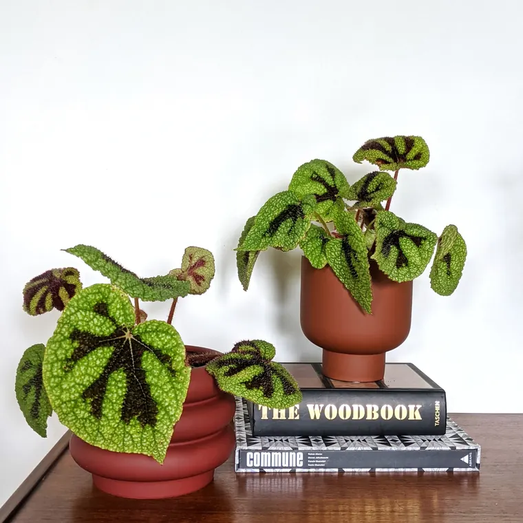 Iron Cross begonias styled in terracotta pots on a timber sideboard