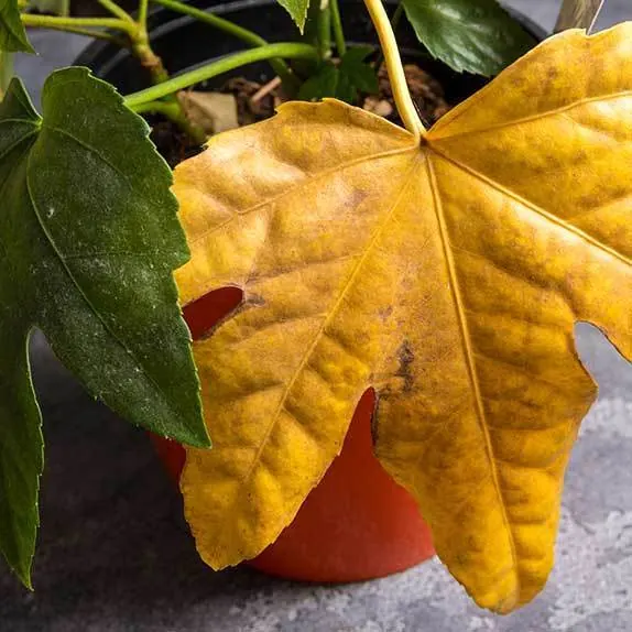 A yellowing leaf on a houseplant, the kind of problem covered in the pest and disease workshop