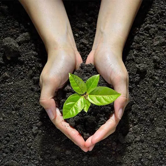 Hands holding a seedling in fresh soil