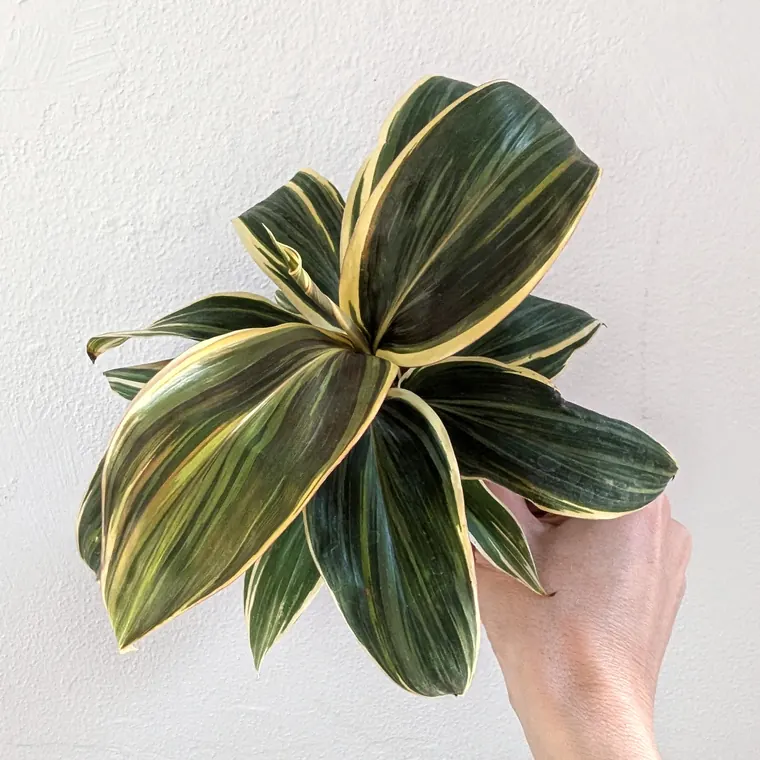 Cordyline Chocolate Queen with striped sword-shaped leaves