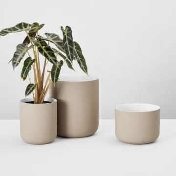 Minna Planters in Sand and Earth with an Alocasia